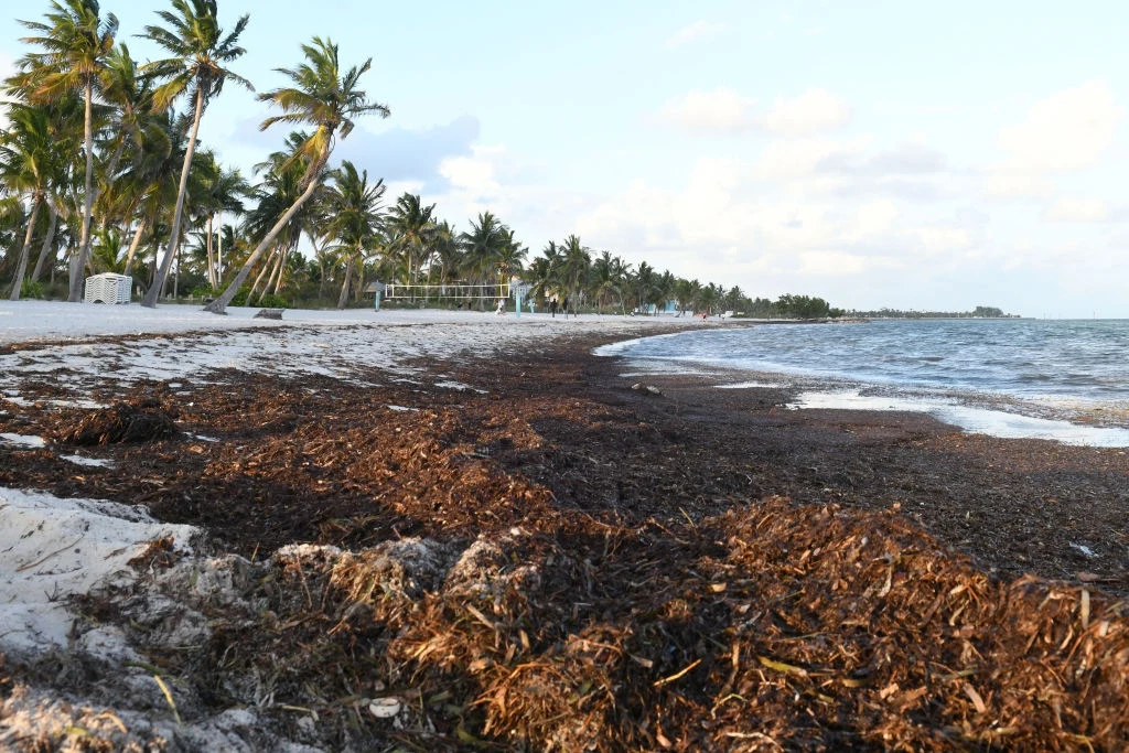 Płetwale Rice'a: zwierzęta zagrożone wydobyciem ropy w Zatoce Meksykańskiej