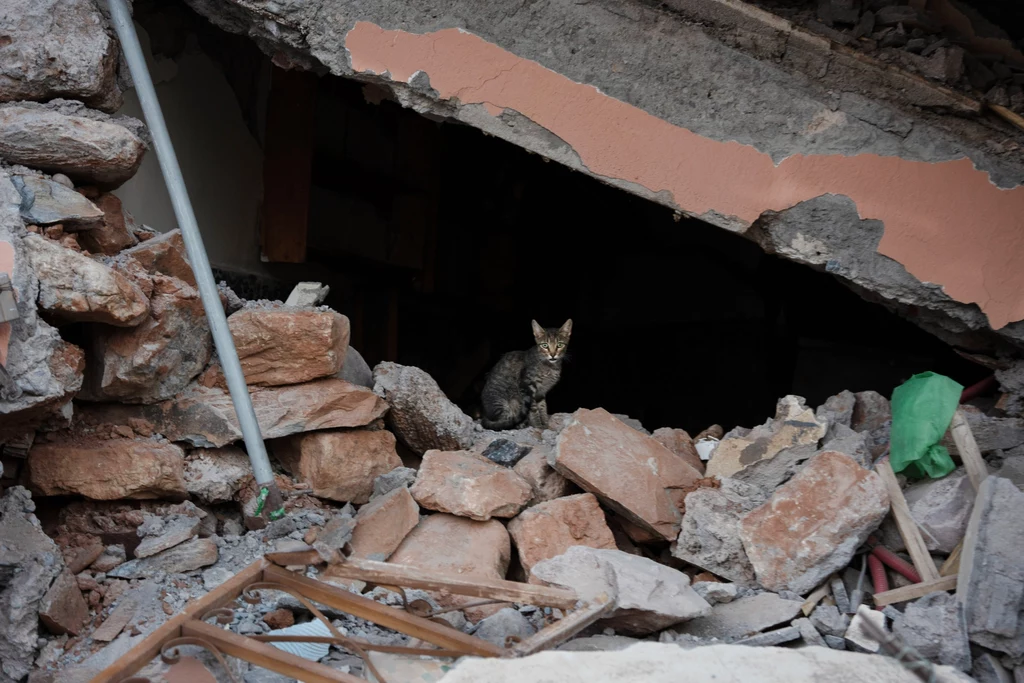 Kot podczas trzęsienia ziemi