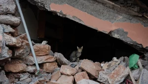 Zwierzęta ostrzegają przed trzęsieniami ziemi. Kiedyś zlekceważono węże