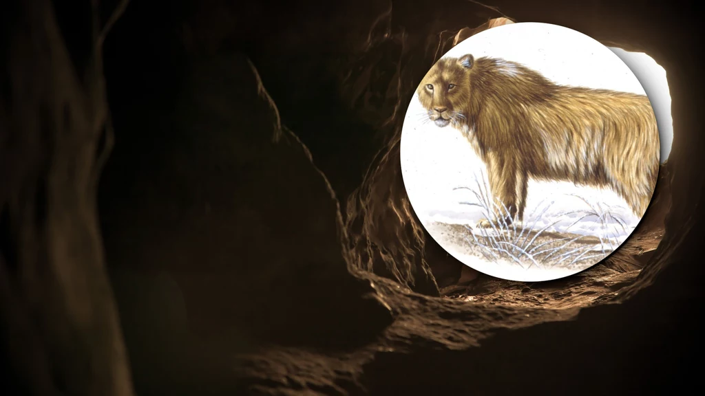 Lew jaskiniowy żył niegdyś na terenie Polski