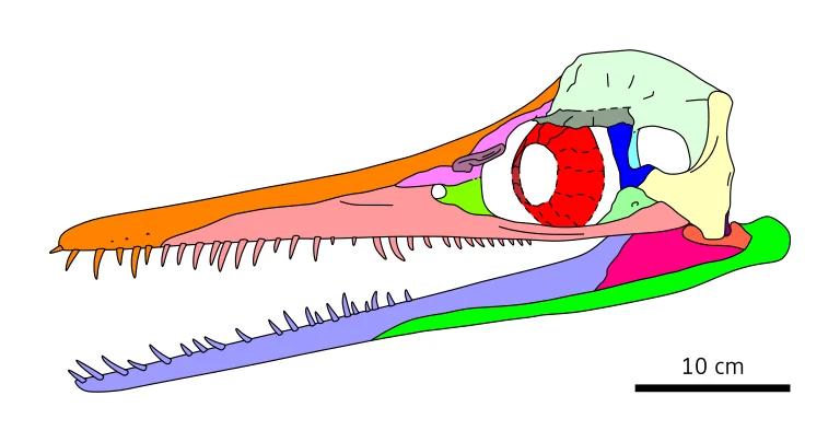 Tak wyglądała czaszka plezjozaura Unktaheela