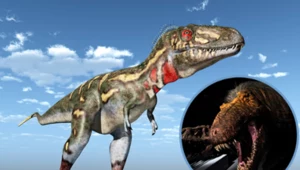 Nannotyran i tuyranozaur - czy to dwa różne gatunki, czy jednak jeden?