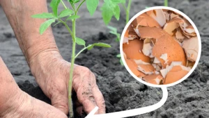 Zbieraj przez zimę, a wiosną rozsyp w ogrodzie. Rośliny ci podziękują