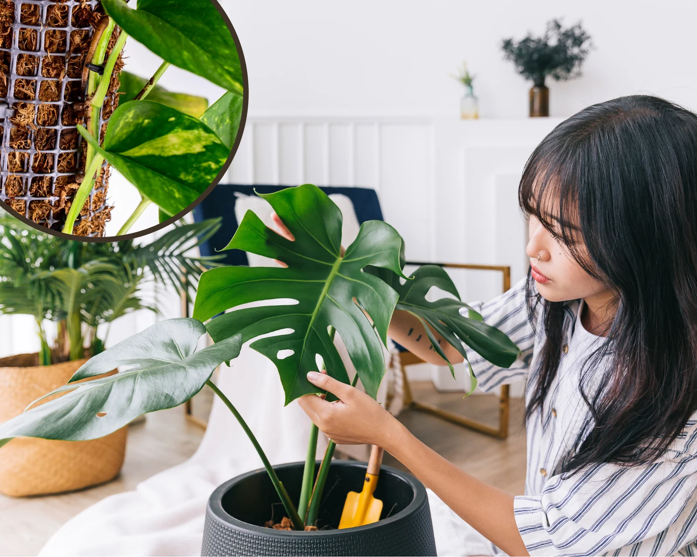 Co zrobić, aby monstera pięła się w górę? Co zrobić, aby monstera pięła się w górę?