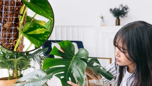 Chcesz, żeby monstera wspinała się po słupku? Podpora nie wystarczy, musisz pamiętać również o tym