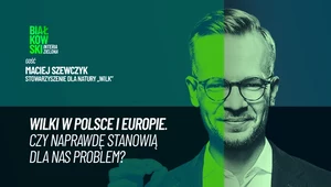 Wilki w Polsce i Europie. Czy naprawdę stanowią dla nas problem?