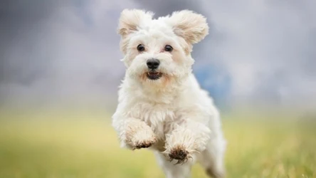 Podatek od psa wzrośnie w 2024