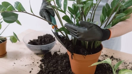 W doniczce zamiokulkasa zakop skorupki pisanek, aby przekonać do siebie los. 
