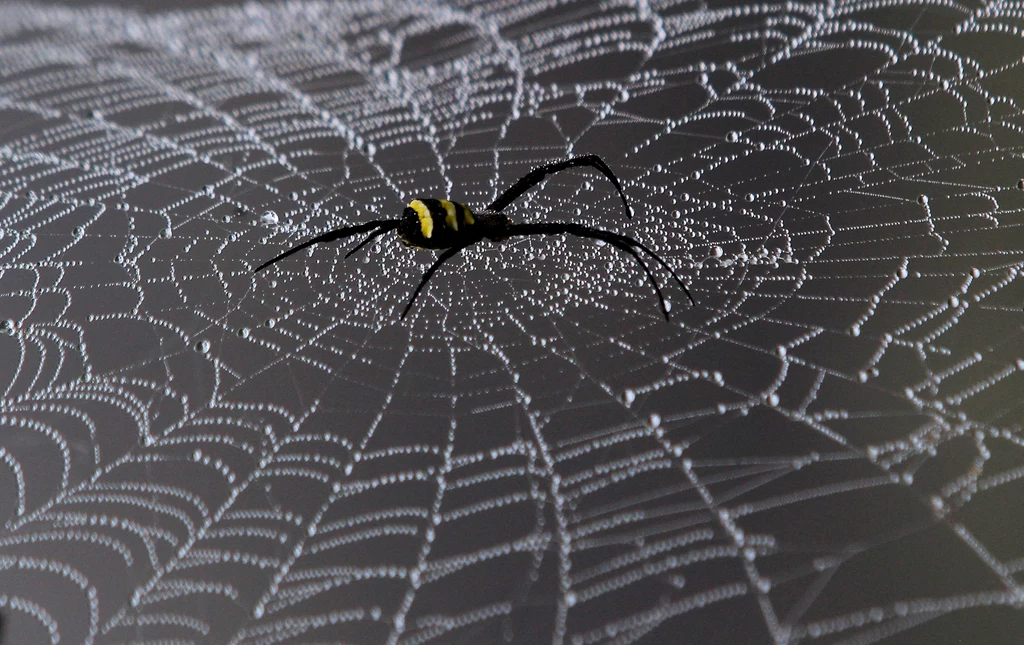 Ogromna pajęczyna w stanie Odisha, Indie
