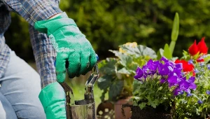 Większość osób je wyrzuca, ja robię z nich wywar i podlewam rośliny 