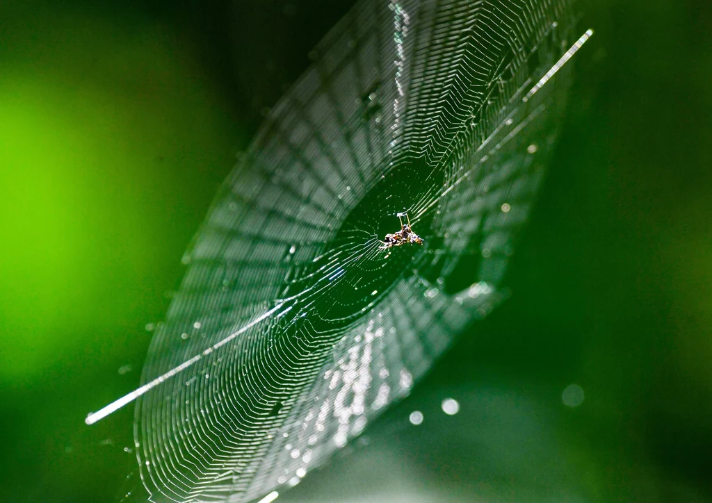 Pajęczyna rozpięta przez pająka w Pensylwanii, USA