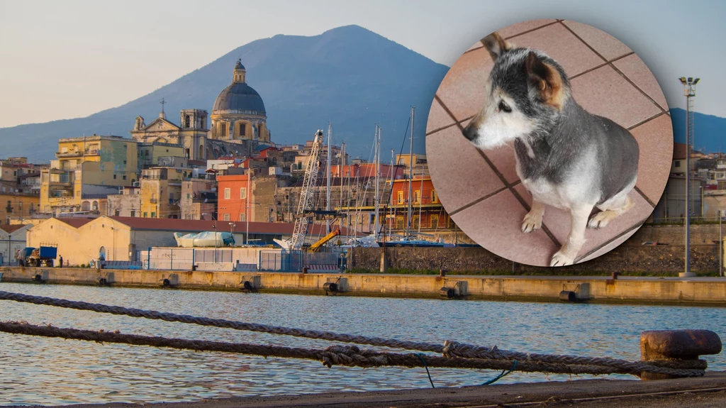 Wiele wskazuje na to, że 24-letnia suczka Lilly pochodząca z Włoch jest najstarszym psem na świecie