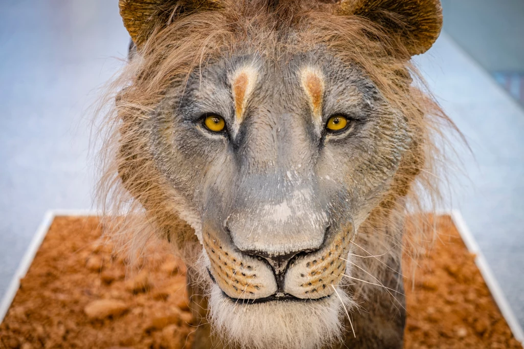 Lew jaskiniowy to wymarły gatunek dzikich kotów. Odnalezione szczątki dają naukowcom nadzieję na jego odtworzenie