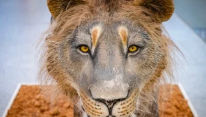 Lew jaskiniowy to wymarły gatunek dzikich kotów. Odnalezione szczątki dają naukowcom nadzieję na jego odtworzenie