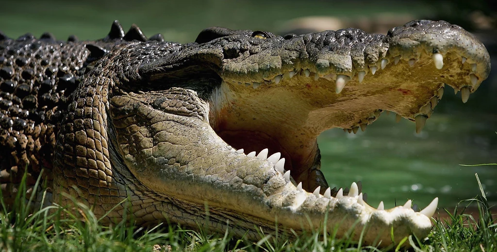 Krokodyl różańcowy to największy z żyjących krokodyli