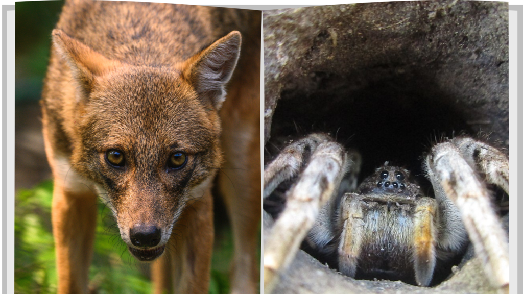 Szakal złocisty i tarantula ukraińska (fot. Vogiawe)