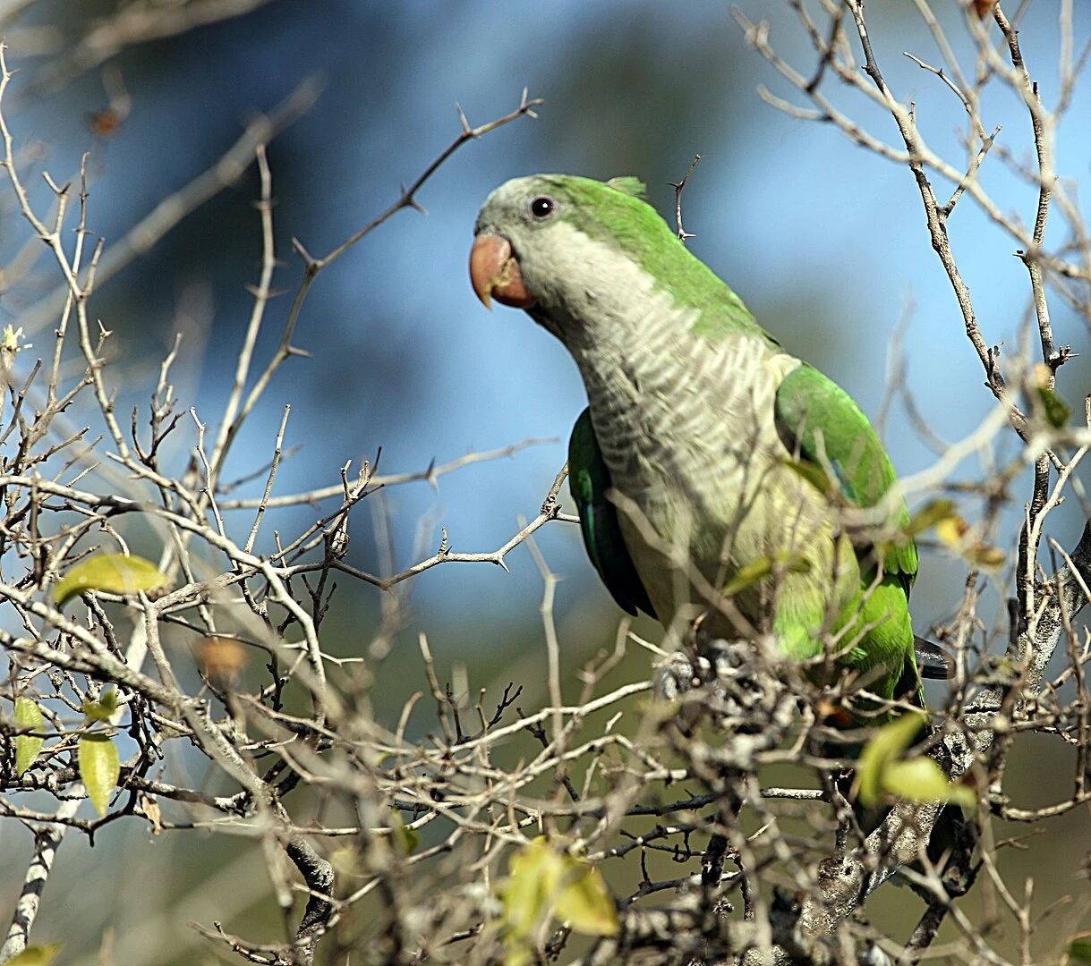 Mnicha żyje już w krajach Europy