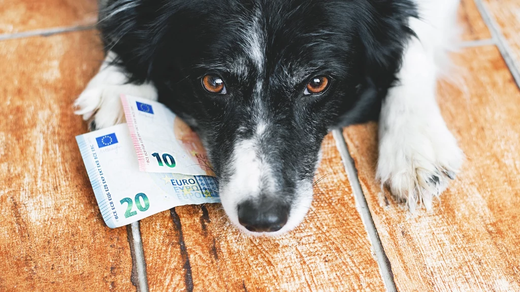 Od 2024 r. wzrośnie stawka podatku od psa. Kto musi go zapłacić?