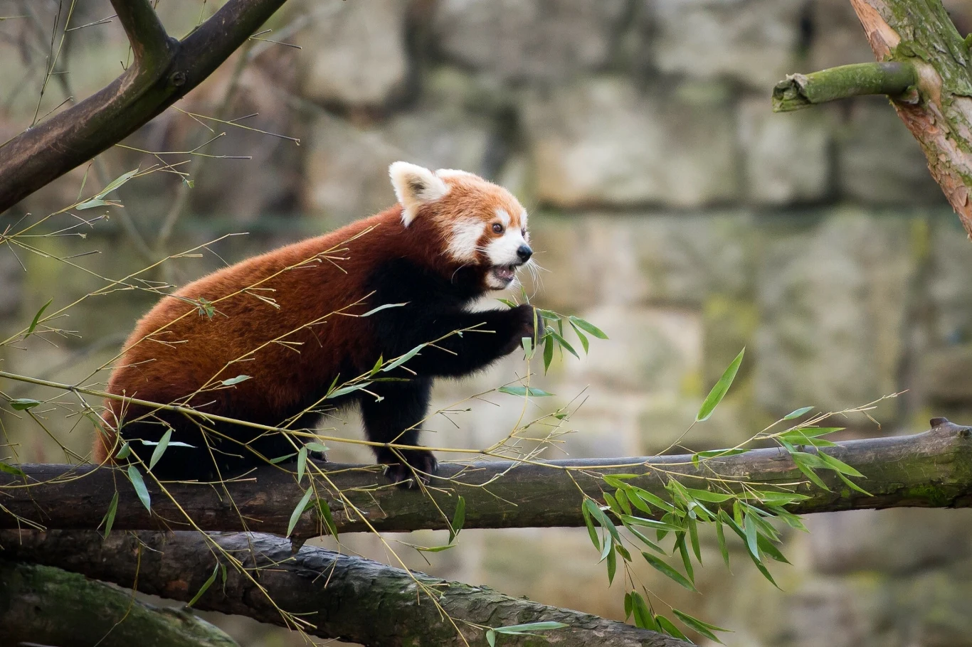 Nie żyją dwie pandy małe, które mieszkały w zoo we Wrocławiu Nie żyją dwie pandy małe, które mieszkały w zoo we Wrocławiu
