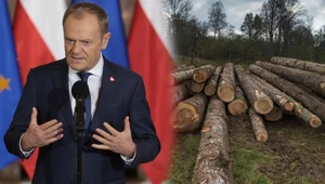 Donald Tusk o zmianach w Lasach Państwowych. Nowy dyrektor i "okrągły stół"