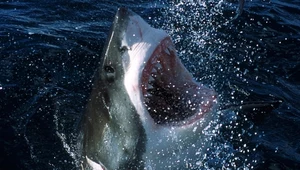 Żarłacz biały spotykany jest dość często u brzegów Australii