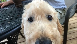 Pies zjadł pieniądze swoich właścicieli