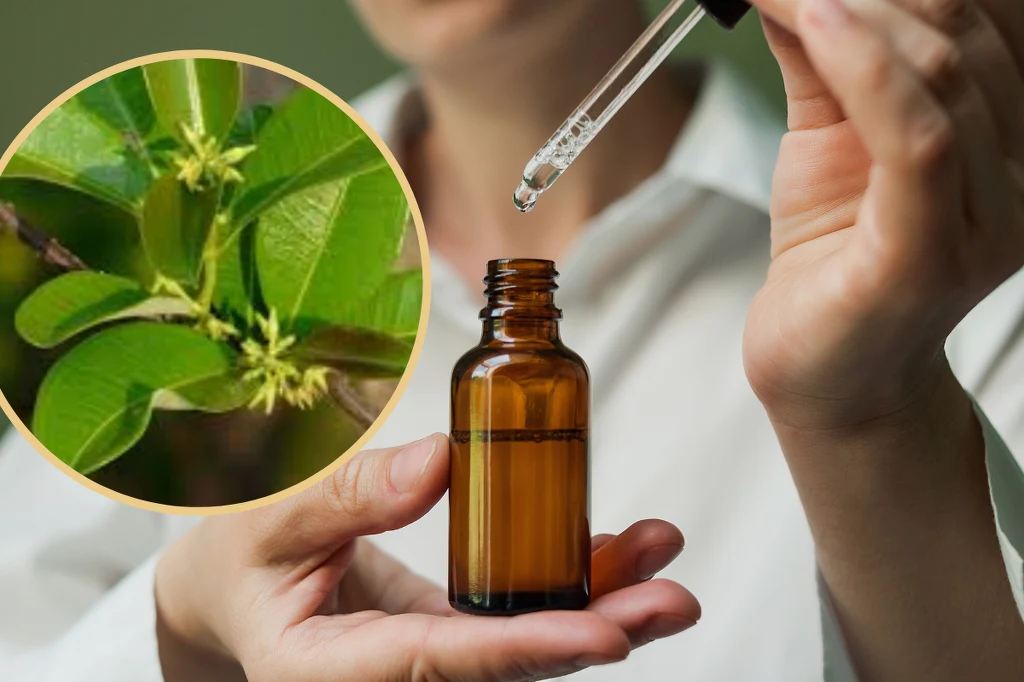 Cryptolepis pomoże walczyć z infekcjami. Stosuj też na pasożyty i wysoki cukier /zdjęcie ilustracyjne, fot. rośliny - źródło Wikipedia commons