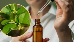 Cryptolepis pomoże walczyć z infekcjami. Stosuj też na pasożyty i wysoki cukier /zdjęcie ilustracyjne, fot. rośliny - źródło Wikipedia commons