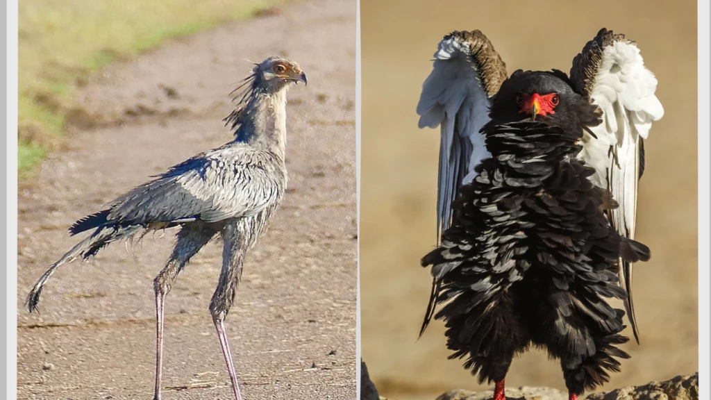 Sekretarz i kuglarz - dwa afrykańskie ptaki szponiaste, których liczba spada