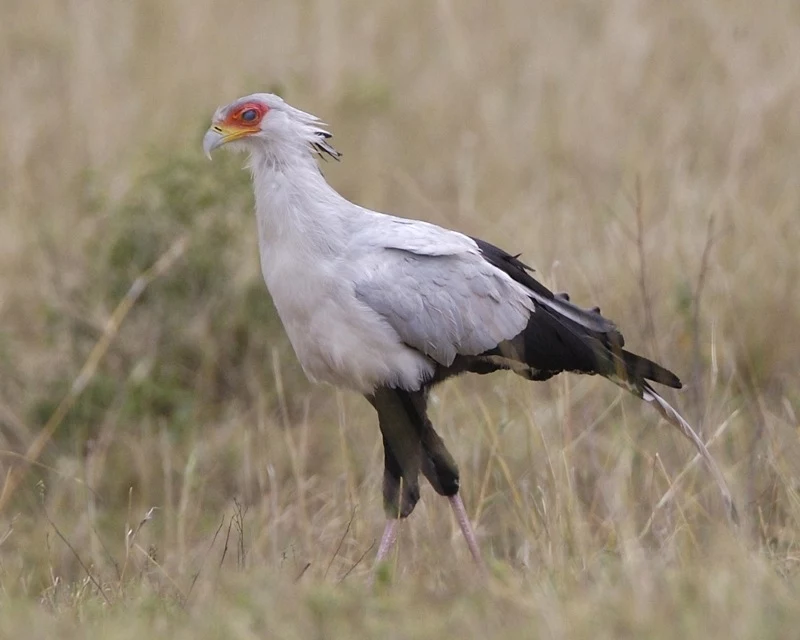 Sekretarz - charakterystyczny ptak afrykańskiej sawanny
