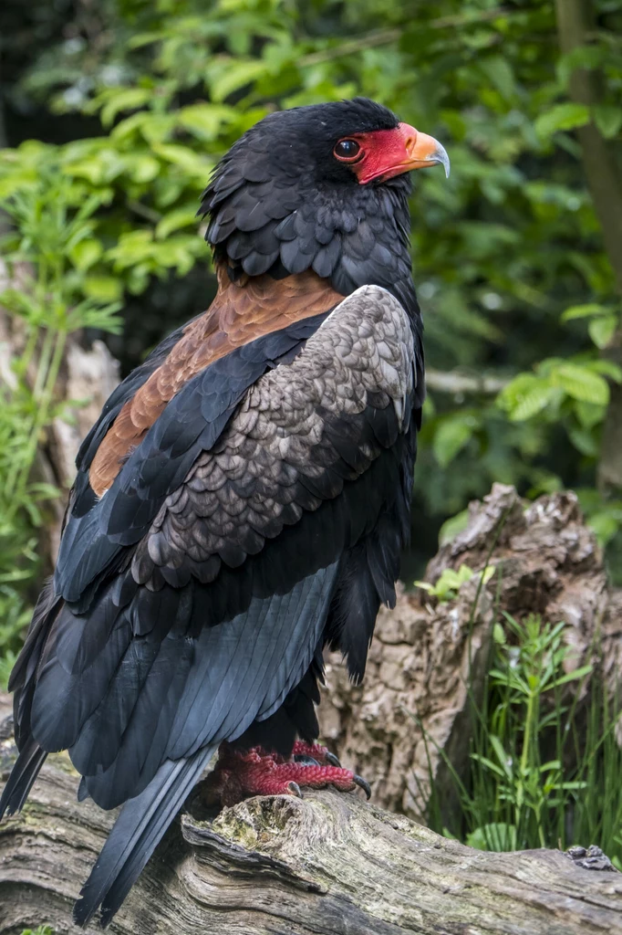 Kuglarz - niezwykle efektowny i charakterystyczny ptak Afryki