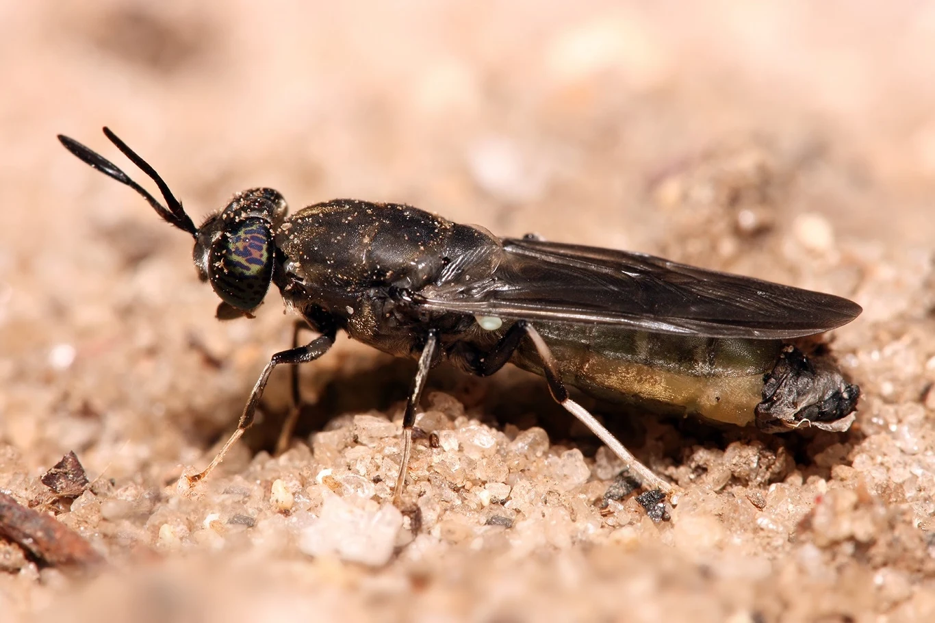 Mucha czarna (Hermetia illucens) to gatunek dużej muchówki - osiągającej długość 2 cm - z rodziny lwinkowatych