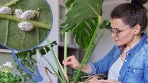 Na monsterze pojawiają się plamy? Winny może być ten szkodnik 