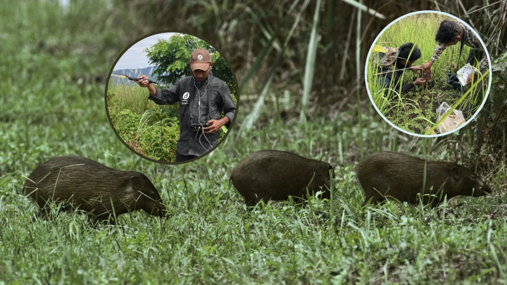 Świneczki karłowate to nie tylko najmniejsze, ale i jedne z najrzadszych świniowatych