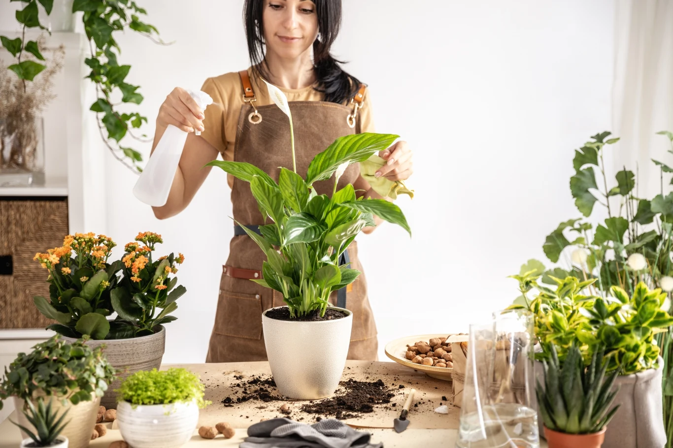 Co włożyć do doniczki, aby zadbać o swoje rośliny? Co włożyć do doniczki, aby zadbać o swoje rośliny?
