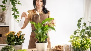 Chcesz, żeby skrzydłokwiat i paprotka dobrze rosły? Koniecznie włóż to do każdej doniczki 