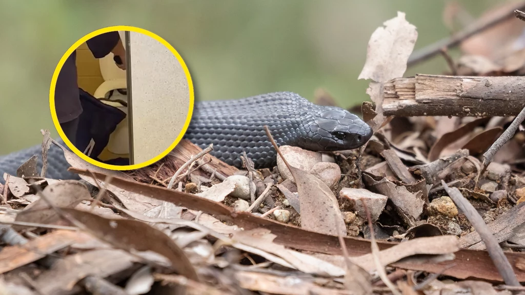 We wschodniej Australii zgłaszane są liczne przypadki spotkań z wężami. Z powodu ekstremalnej pogody gady chowają się m.in. w toaletach