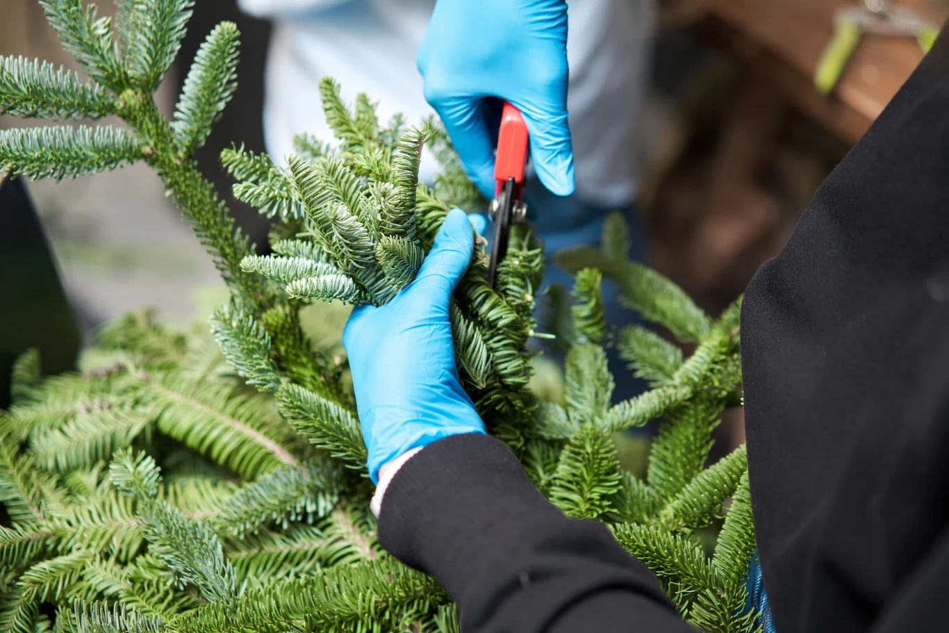 Ucięte gałązki choinki można wykorzystać w domu i ogrodzie. 