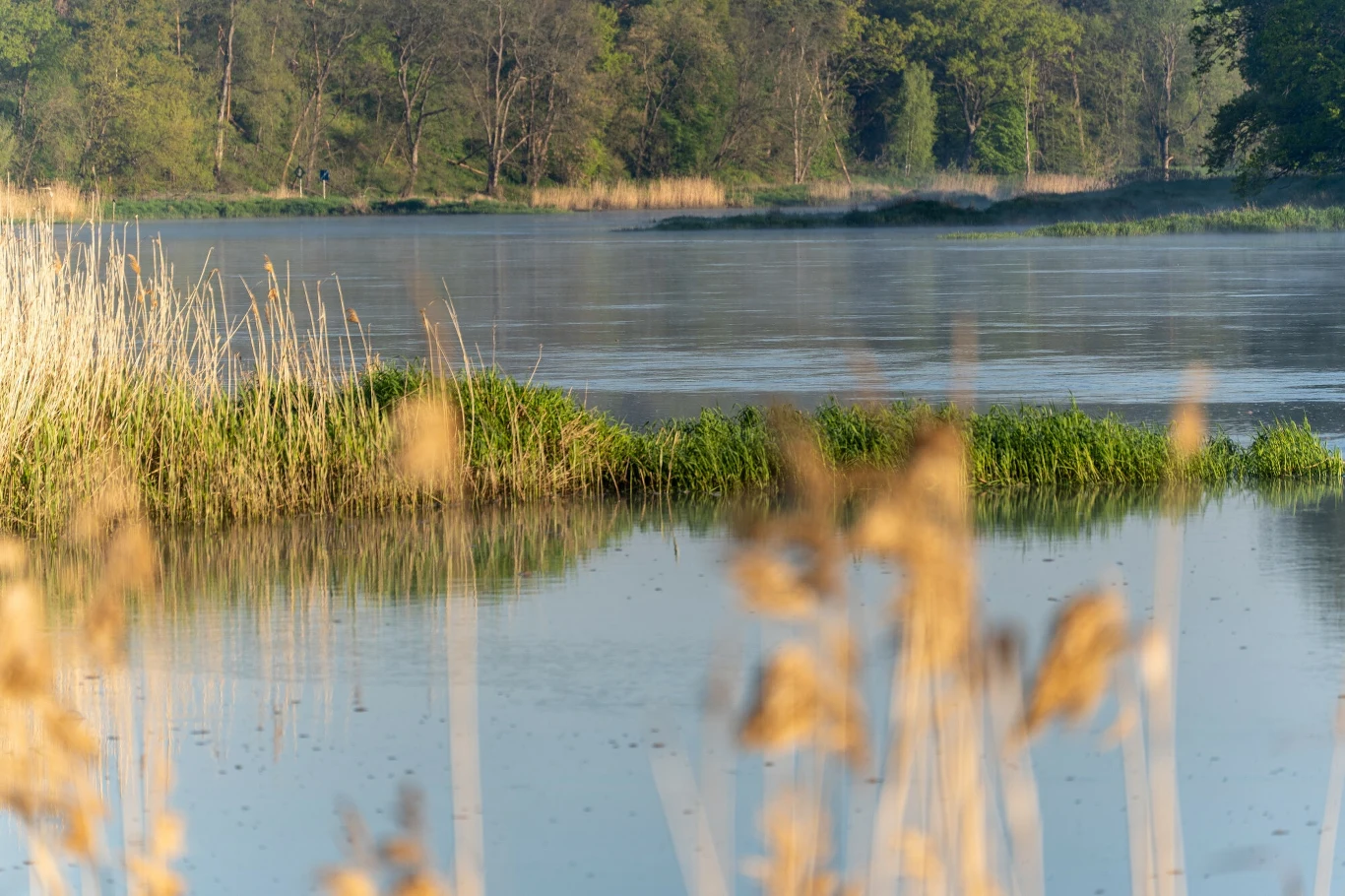 Polskie rzeki mają problem. Odra jest tego drastycznym przykładem