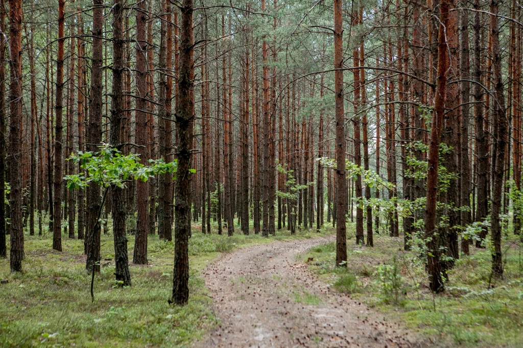 Czy w 2024 r. powstaną nowe parki narodowe? Wszystko w rękach rządzących