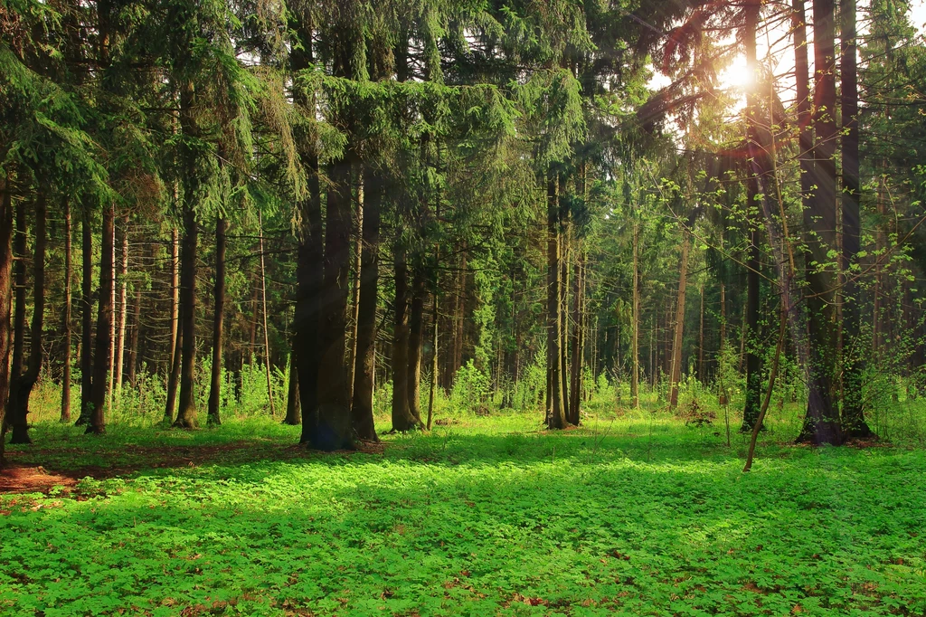Dzisiejsza, nowa władza będzie musiała rozumieć las jako ekosystem, którego funkcjonowanie jest oparte na złożonych zależnościach przyrodniczych, a nie ekonomicznych