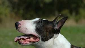 Są wyniki sekcji zwłok dziewczynki zagryzionej przez psa