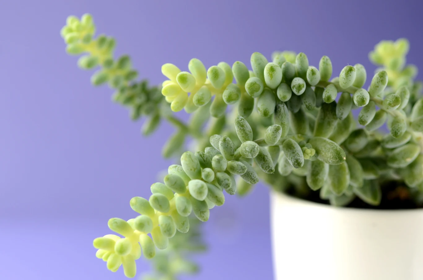 Sedum burrito jest jedną z najprostszych w uprawie roślin. Sedum burrito jest jedną z najprostszych w uprawie roślin.