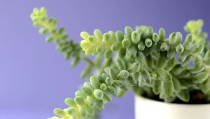 Tej roślinie susza niestraszna. Jest idealna dla zapominalskich