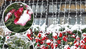 Możesz posadzić na balkonie nawet zimą. Przetrwają największe mrozy