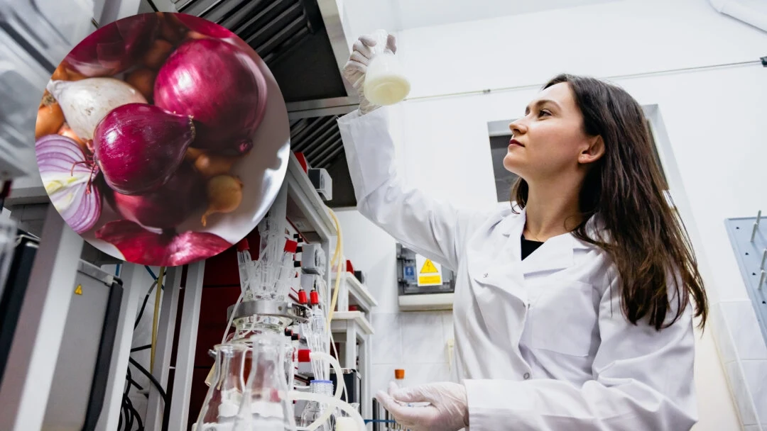 Niektóre produkty uboczne przetwórstwa warzyw mogą być wykorzystywane w przemyśle chemicznym, kosmetycznym lub farmaceutycznym – tłumaczy dr Joanna Fotschki z Zakładu Immunologii i Mikrobiologii Żywności Instytutu Rozrodu Zwierząt i Badań Żywności PAN w Olsztynie Niektóre produkty uboczne przetwórstwa warzyw mogą być wykorzystywane w przemyśle chemicznym, kosmetycznym lub farmaceutycznym – tłumaczy dr Joanna Fotschki z Zakładu Immunologii i Mikrobiologii Żywności Instytutu Rozrodu Zwierząt i Badań Żywności PAN w Olsztynie