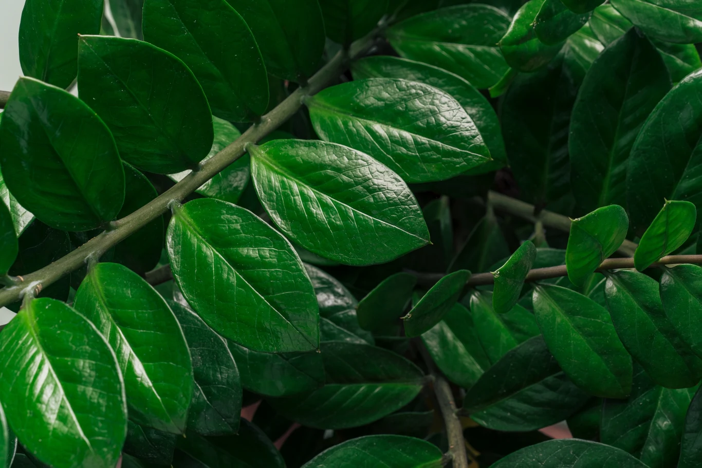 Zamiokulkas pięknie ozdobi każde wnętrze.