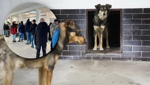 Sukces akcji schroniska w Krakowie. Kilkadziesiąt psów znalazło stały dom