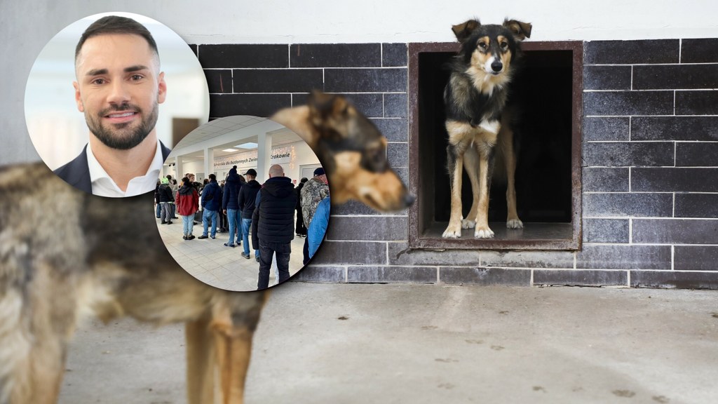 Ogromną popularnością cieszy się akcja tymczasowej adopcji psów w Krakowie. W ciągu jednego dnia wydano prawie 100 czworonogów. W nagłośnieniu apelu schroniska pomógł m.in. poseł Łukasz Litewka