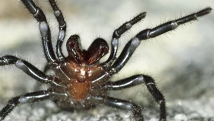 Największy osobnik najbardziej jadowitego pająka znaleziony w Australii